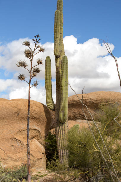 istock Saguaro and Yucca in Arizona 1475100829