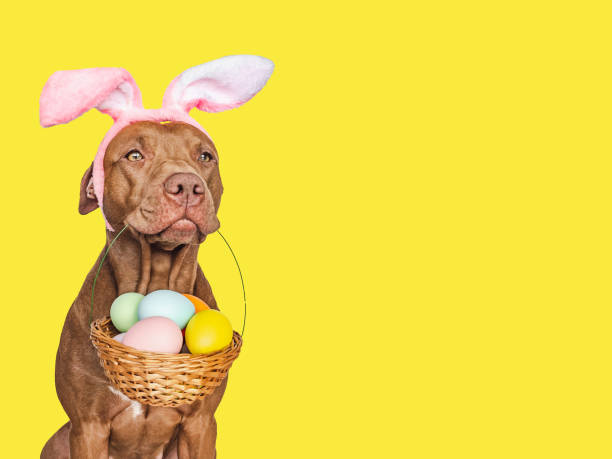 istock Lovable, pretty puppy and a basket of Easter eggs 1475101199