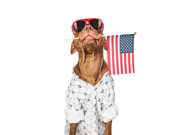 istock Charming brown puppy, sunglasses and American flag 1475101283