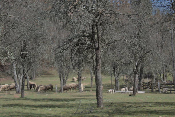 istock flock of sheep in the fruit plant trees 1475102100
