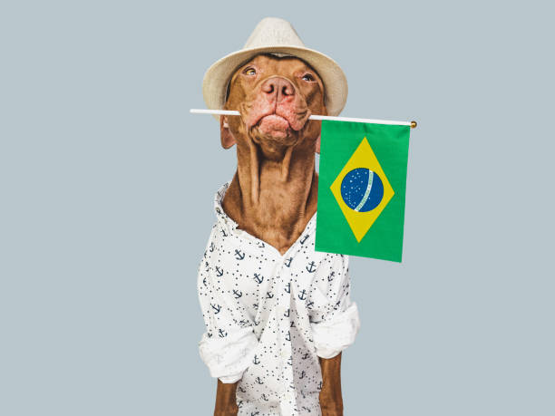 istock Charming puppy, sun hat and Brazilian flag 1475102183