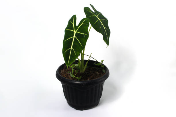 istock Alocasia plant on white background 1475102225