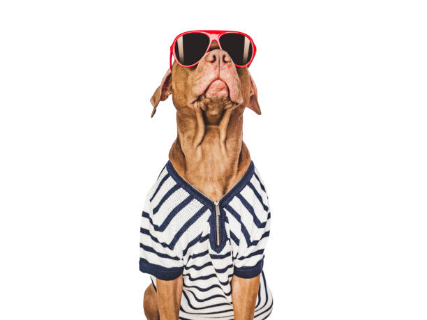 istock Lovable, pretty brown puppy and red sunglasses 1475102249