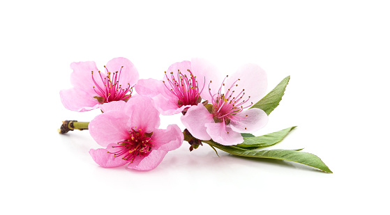 Peach blossom on a branch isolated on a white background.