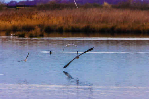 istock A stunning image of a Heron bird in flight 1475102726