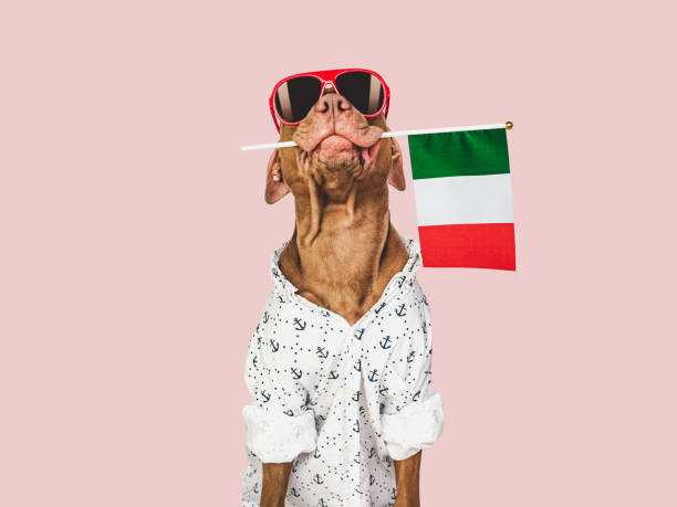 istock Charming brown puppy, sunglasses and Italian flag 1475102784