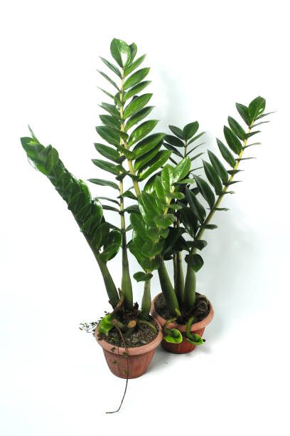 istock Zamioculcas on a red pot isolated on white background 1475102851