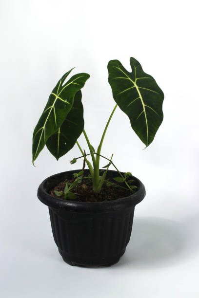 istock Alocasia plant on white background 1475102853