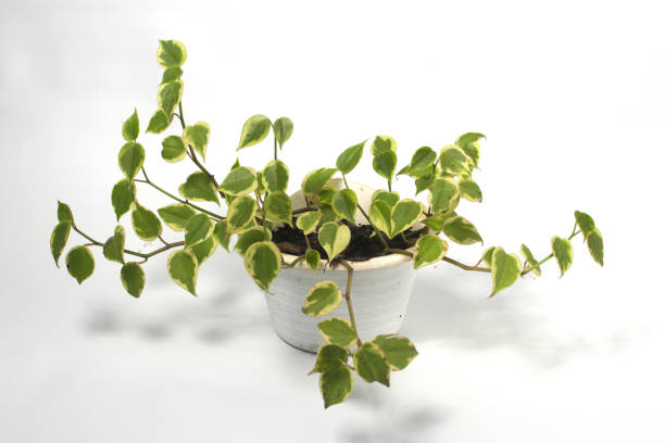 plante d’intérieur de vignes de pothos sur fond blanc. - ivy houseplant isolated plant photos et images de collection