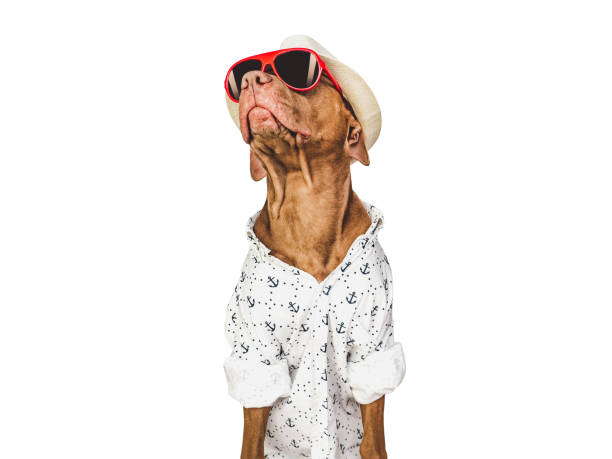 istock Lovable, pretty brown puppy and red sunglasses 1475103596