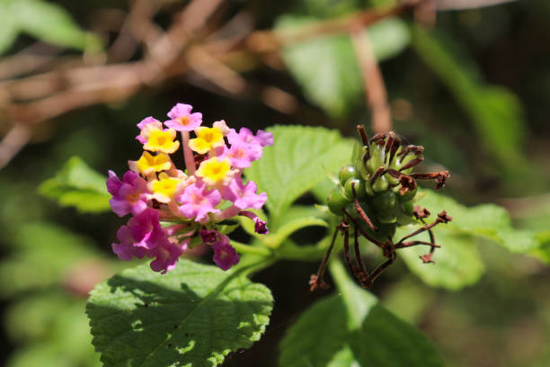 istock View of lantanas flowers 1475104848