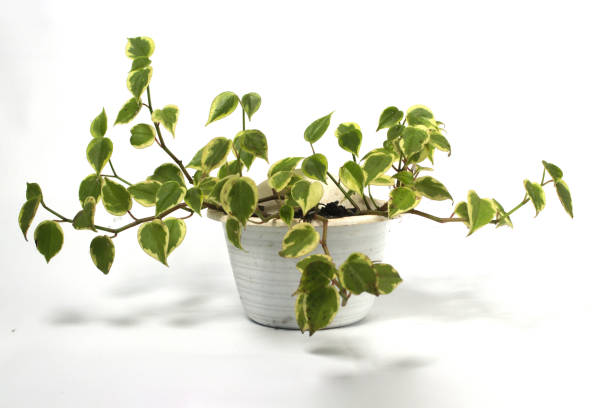 plante d’intérieur de vignes de pothos sur fond blanc. - ivy houseplant isolated plant photos et images de collection