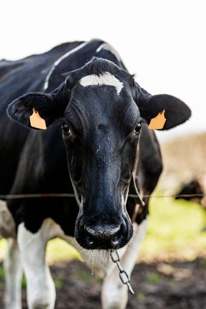 istock dairy cow grazing in the field 1475105825