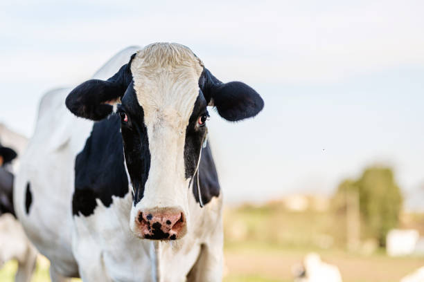 istock dairy cow grazing in the field 1475105826