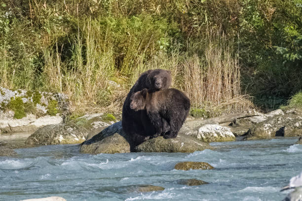 istock Grizzlys in the river in Alaska 1475105834