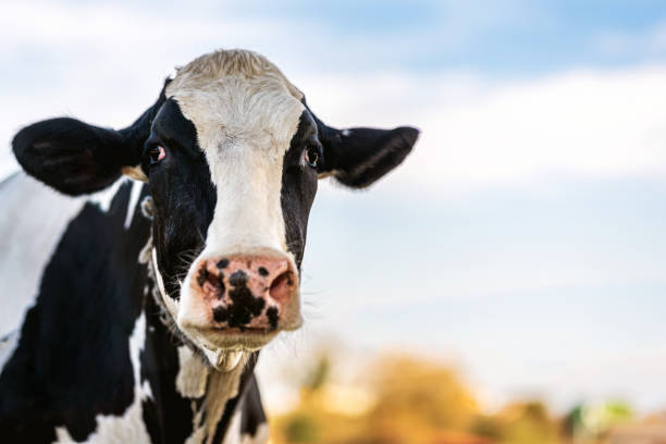 istock dairy cow grazing in the field 1475105837
