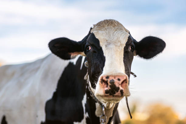 istock dairy cow grazing in the field 1475105840