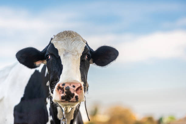 istock dairy cow grazing in the field 1475105841