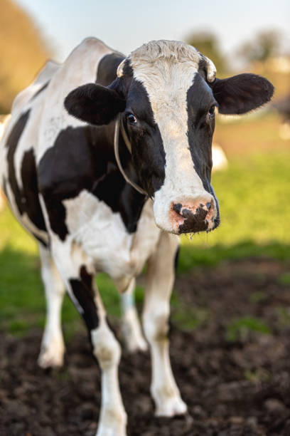 istock dairy cow grazing in the field 1475105849