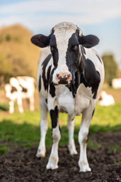 istock dairy cow grazing in the field 1475105852
