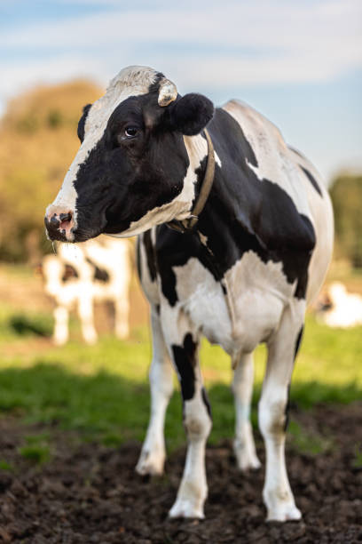 istock dairy cow grazing in the field 1475105853