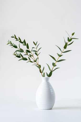 Branches of eucalyptus parvifolia in a white vase on a white background. Minimalist still life.