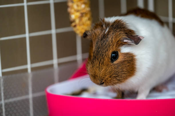istock A potty trained guinea pig sitting litter pan in a corner tray. 1475106494