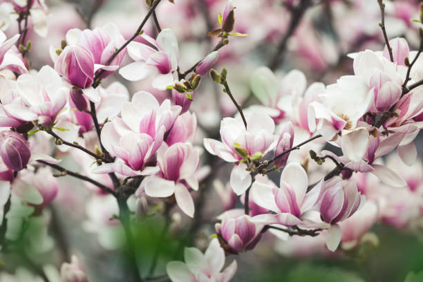 istock Magnolia In Bloom. Pink Magnolia Blossoms In Spring. Selective Focus 1475107332