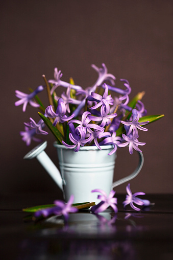 Lilac in small watering can on dark background