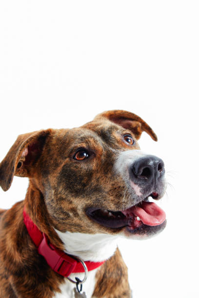 istock Brindle Pit Bull Crossbreed Dog Over White 1475107841