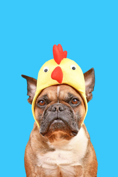 istock French Bulldog dog wearing Easter costume chicken hat 1475108689