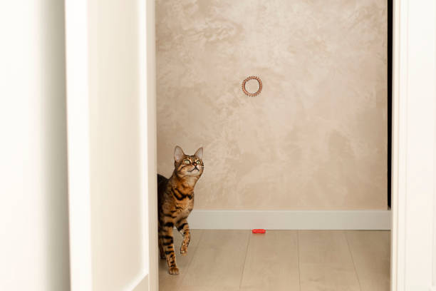 Animals. Beautiful striped leopard red domestic purebred bengal cat plays with multi-colored rubber bands in the home interior. Actively, funny and cheerfully catches flying rubber bands with its paws. Soft focus.