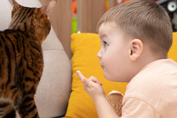 a little cute boy feeds a domestic red leopard bengal cat with ice cream in a waffle cup. - child domestic cat little boys pets imagens e fotografias de stock