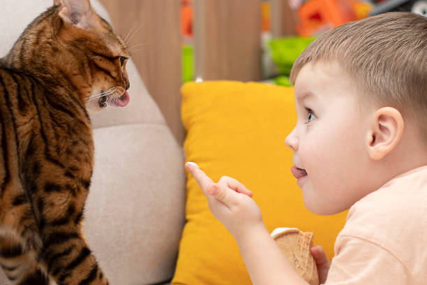 a little cute boy feeds a domestic red leopard bengal cat with ice cream in a waffle cup. - child domestic cat little boys pets imagens e fotografias de stock