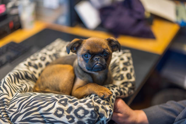 Close up view of cute brussels griffon on working table.