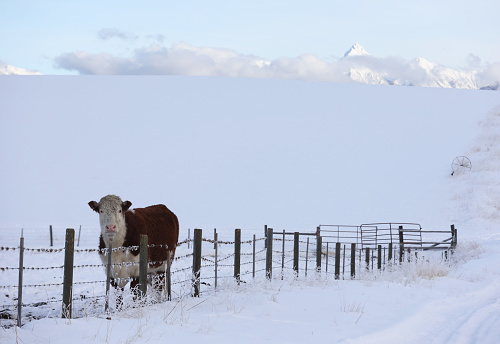 A cow on the plains in winter. Rocky Mountains in distance. Image taken near Cranbrook, BC.
