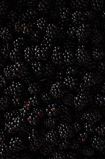 freshly picked wild blackberries in box