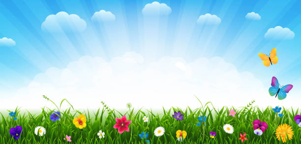 illustrations, cliparts, dessins animés et icônes de fleurs et herbe bordure et ciel bleu avec nuages - tulip field flower cloud