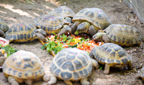 Turtles eat vegetables and plant leaves.