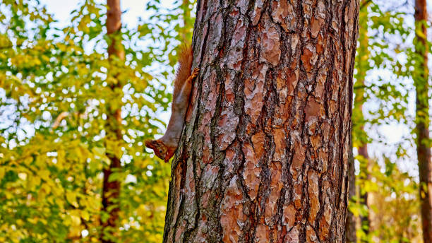 istock Cute funny squirrel on a pine tree in a forest park on a warm sunny day 1475112936