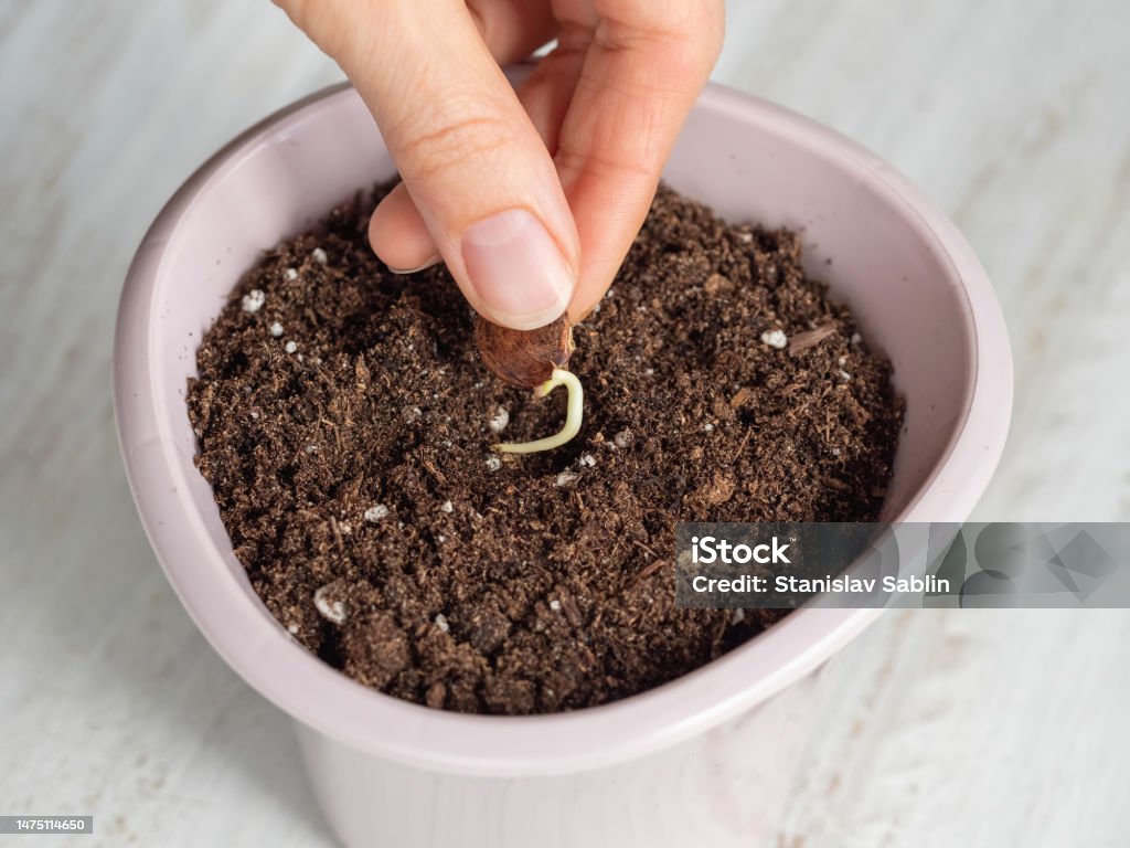 Wisteria seed with a small root is planted in the ground, close-up. Fingers hold the seed above the ground before planting. Active Lifestyle Stock Photo