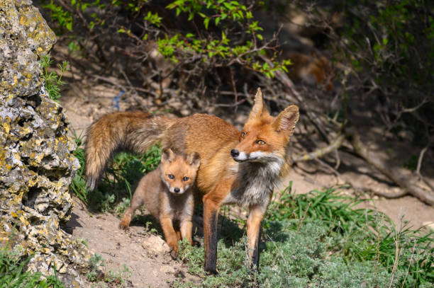 istock Red fox Vulpes vulpes in the wild. Fox with cub. Close up 1475115545