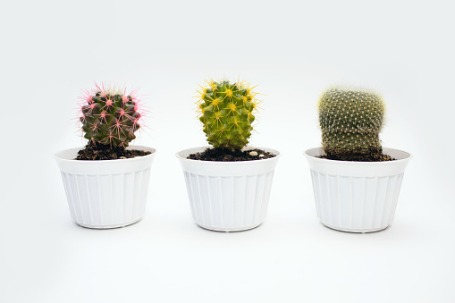 Three different home cactus in white pots on a white background. An ornamental home plant in a ceramic pot. Cacti with multi-colored thorns on a uniform white background