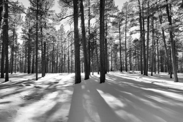 istock Ponderosa Pines in winter 1475117412