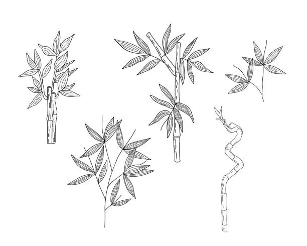 Vector illustration of Bamboo leaves branch simple linear style vector outline illustration, traditional japanese plant, oriental decorative ornament for design, greeting card, template, banner, zen concept