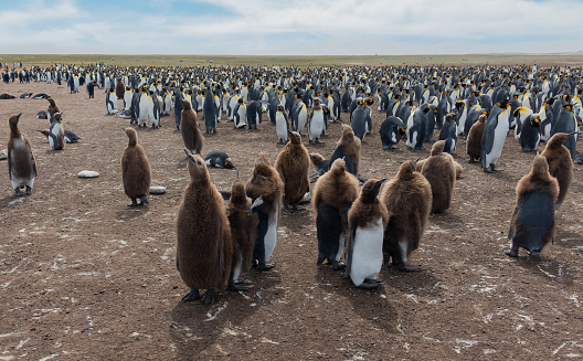 King Penguins on the beach in the island of Tierra del Fuego