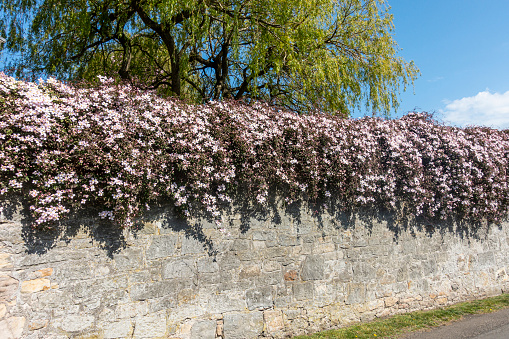 A Clematis montana plant, aka Himalyan Clematis or Mountain Clematis growing over a stone wall under a willow tree in early May. Scotland..