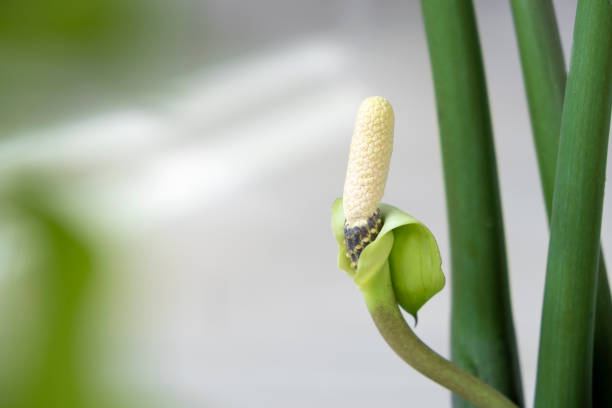 White zamioculcas zamiifolia flower close-up. Flower of ZZ plant or dollar tree flower growing from stems. Zanzibar gem or emerald palm plant blossom.