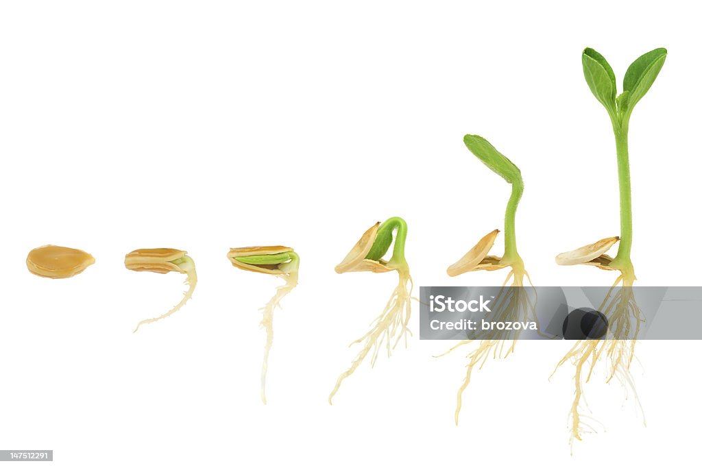 Sequence of pumpkin plant growing isolated, evolution concept Sequence of pumpkin plant growing, isolated, evolution concept. Sequence of squash plant germinating from seed. Vegetable growing. Aging proces. Stage of development from seed to small seedling. Stages of germination and vegetative development of a plant. Plant growing sequence. Seed Stock Photo