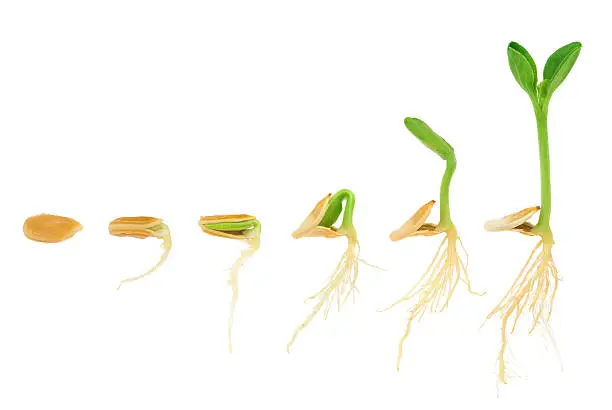 Sequence of pumpkin plant growing, isolated, evolution concept. Sequence of squash plant germinating from seed. Vegetable growing. Aging proces. Stage of development from seed to small seedling. Stages of germination and vegetative development of a plant. Plant growing sequence.